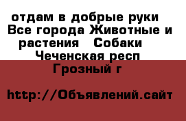 отдам в добрые руки - Все города Животные и растения » Собаки   . Чеченская респ.,Грозный г.